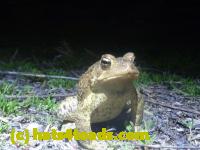 /home//u458753944/public_html/sourcegallery//Roxborough Toad Detour/2013-2019/2013/2013-04-18/P1120182.JPG